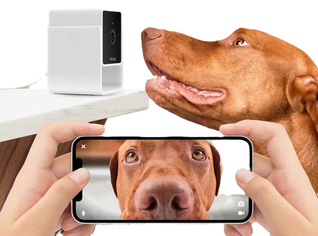The Best Pet Cameras