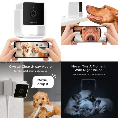 The Best Pet Cameras